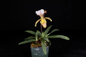 Paphiopedilum barbigerum var. vejvarutianum Huntington's Pleasure CHM 81 pts. - plant